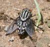 Sarcophaga sp.